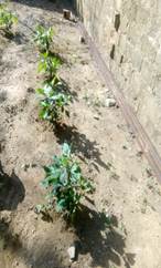 Un jardín con plantas
Descripción generada automáticamente con confianza media