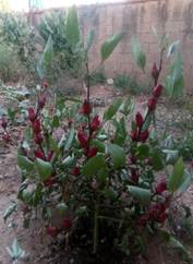Planta con flores rojas en un jardín
Descripción generada automáticamente