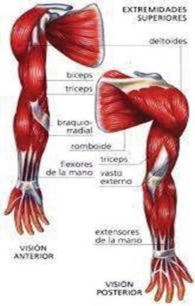 Imagen que contiene caballo
Descripción generada automáticamente